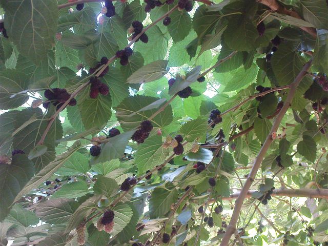 mulberries4