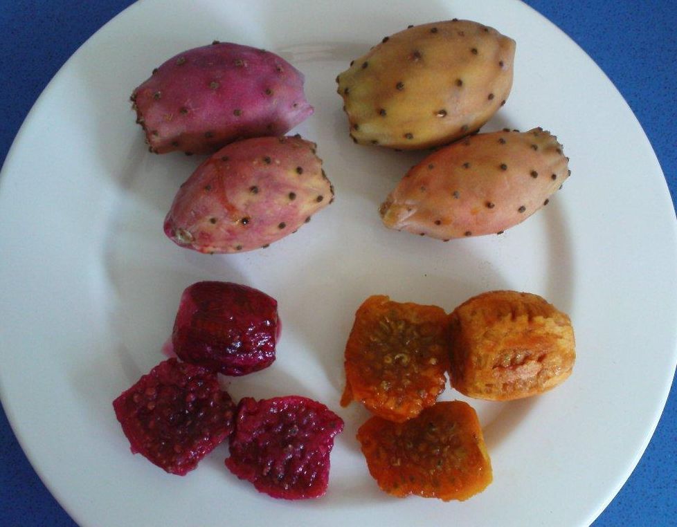 prickly-pear2