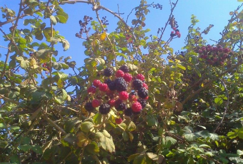 blackberrys-in-the-sun-1