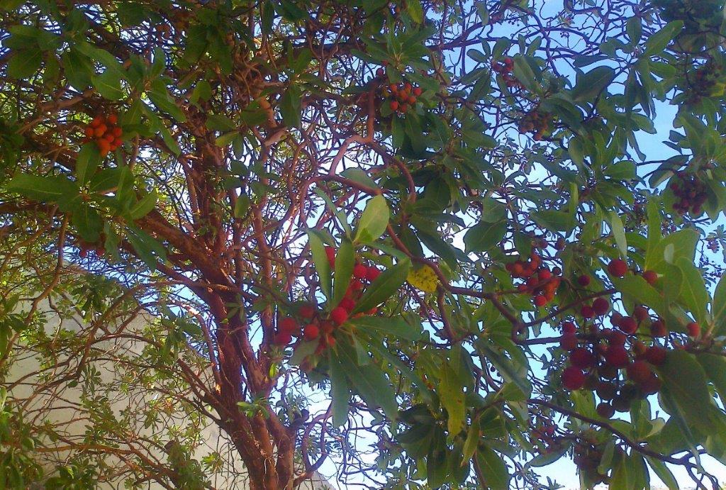 strawberry-tree-2