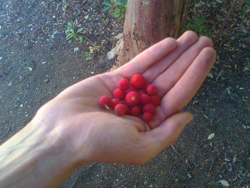 strawberry-tree-8