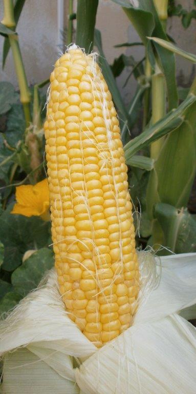 sweet-corn1